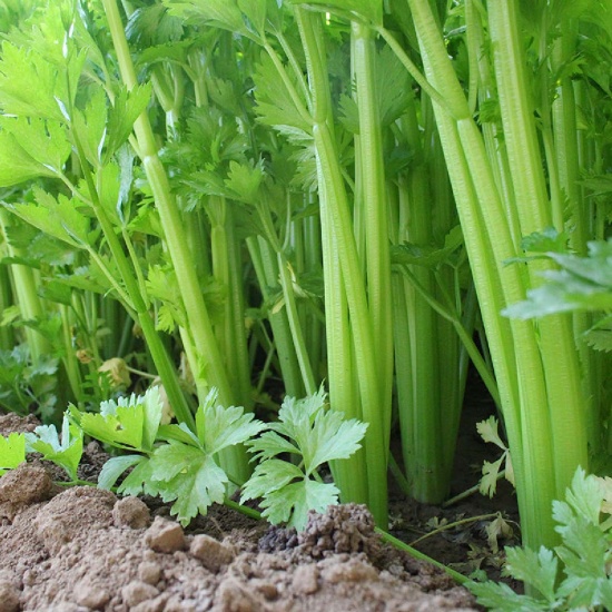 Rau cần tây tươi sạch